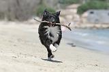 BORDER COLLIE 1598
